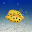 Boxfish simulation game