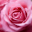 Rose Wallpaper 2.2