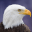 Eagle Bird Wild Life Sim Games