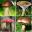 Mushroom identifier