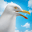 Seagull Simulator 1.0